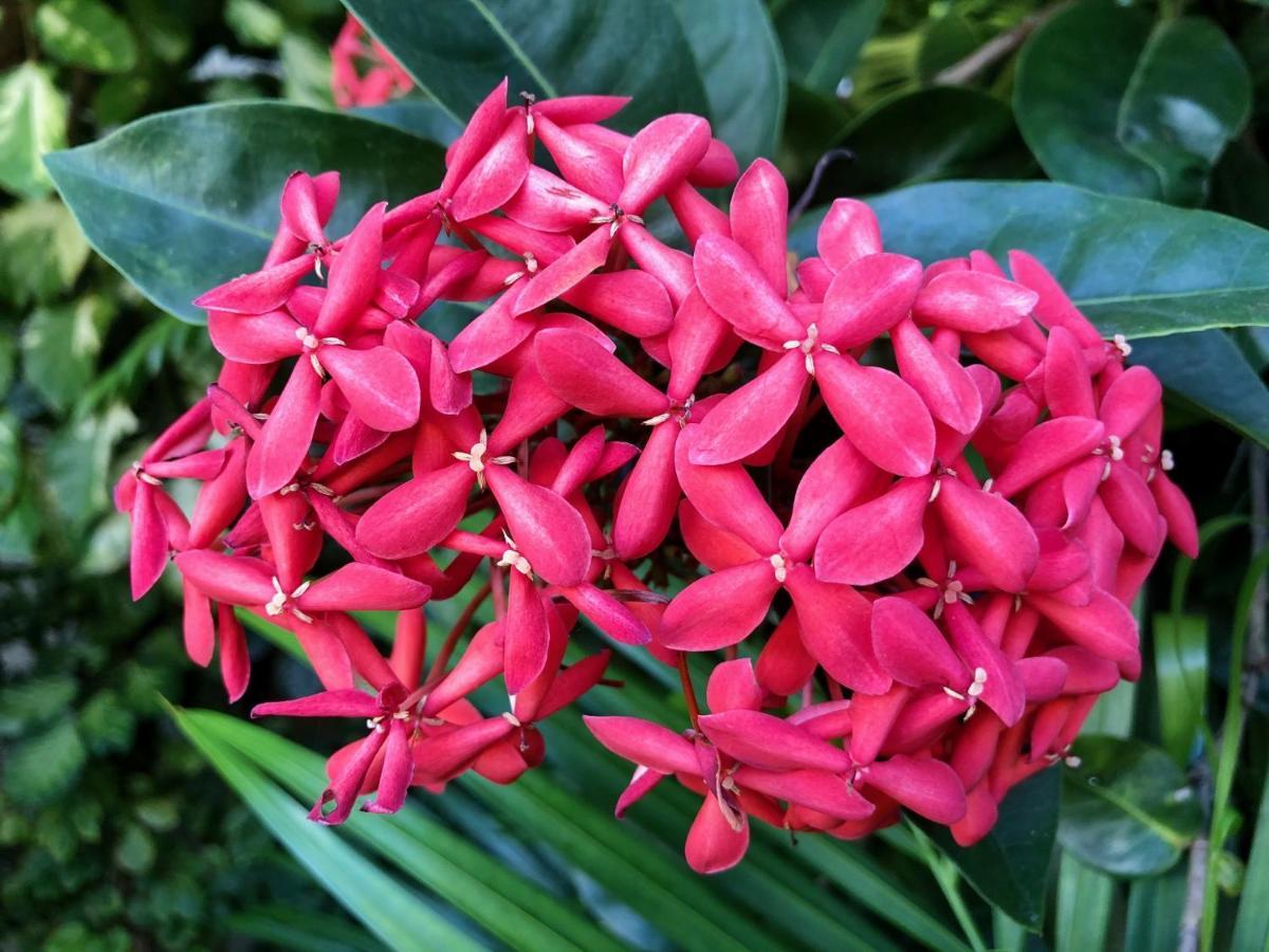 Bougainville - Hotel Pousada-Zen Salvador Exteriér fotografie